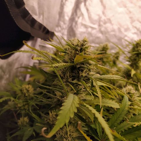 West Coast O.G. #1 growlog timeline photo