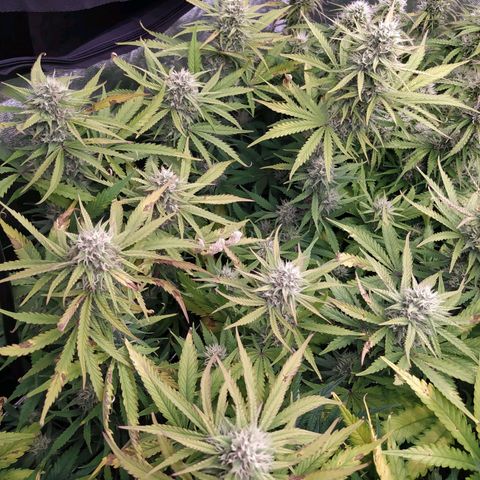 West Coast O.G. #1 growlog timeline photo