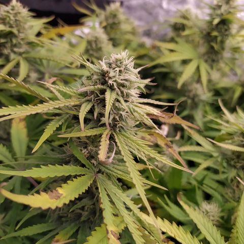 West Coast O.G. #1 growlog timeline photo
