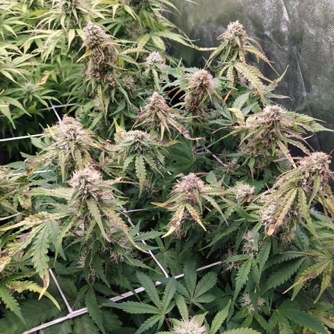 Gorilla Glue #1 growlog timeline photo
