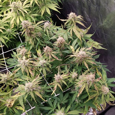 Gorilla Glue #1 growlog timeline photo
