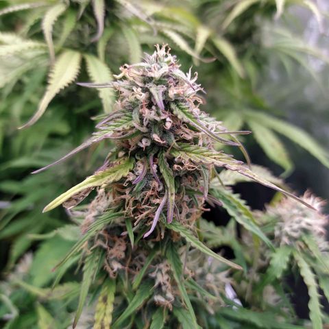 Gorilla Glue #1 growlog timeline photo