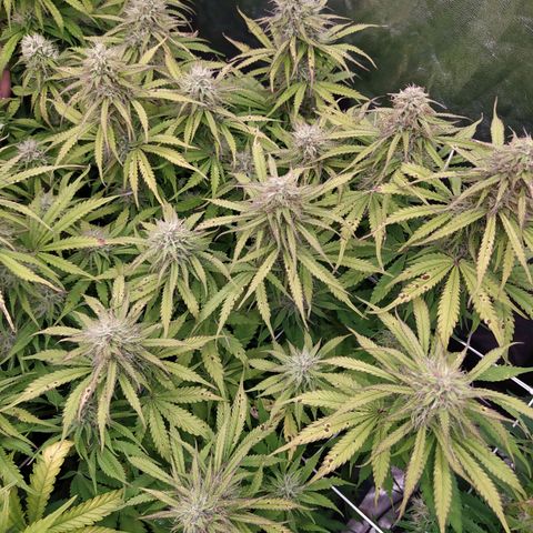 Lemon Pie Auto #2 growlog timeline photo