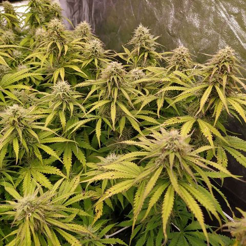 Lemon Pie Auto #2 growlog timeline photo