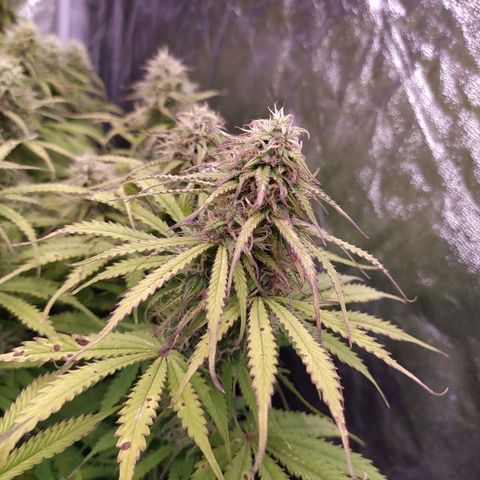 Lemon Pie Auto #2 growlog timeline photo