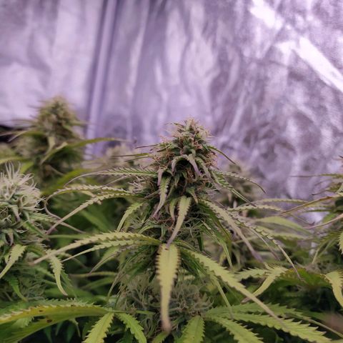 Lemon Pie Auto #2 growlog timeline photo