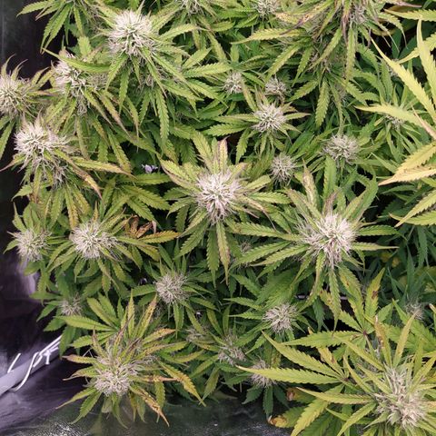 Gorilla Glue #2 growlog timeline photo