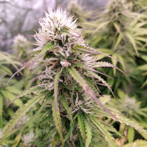 Gorilla Glue #2 growlog timeline photo