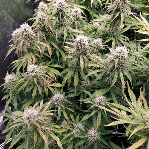 Gorilla Glue #2 growlog timeline photo