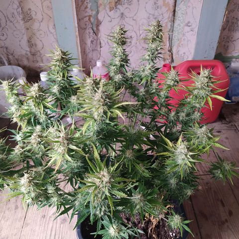 Gelato Auto #2 growlog timeline photo