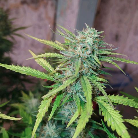 Gelato Auto #2 growlog timeline photo