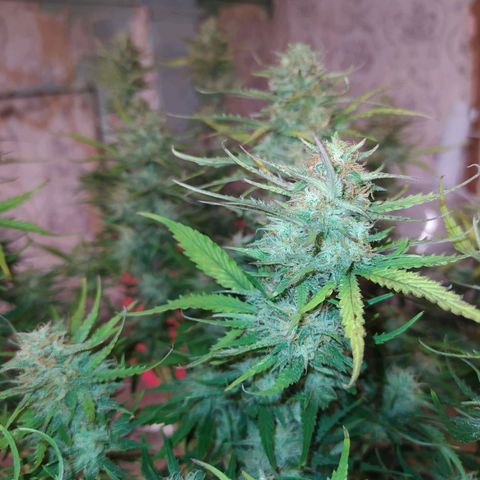 Gelato Auto #2 growlog timeline photo