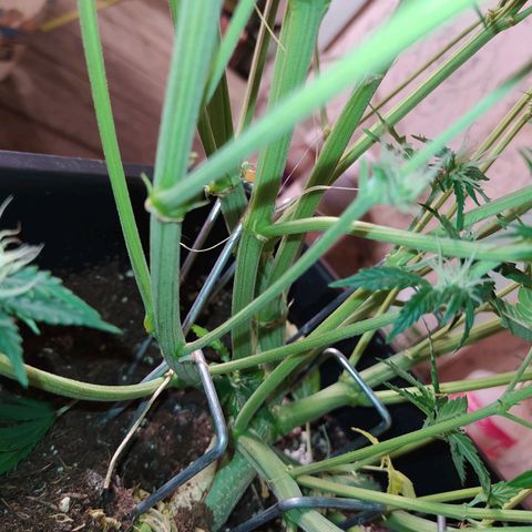 Gelato Auto #2 growlog timeline photo