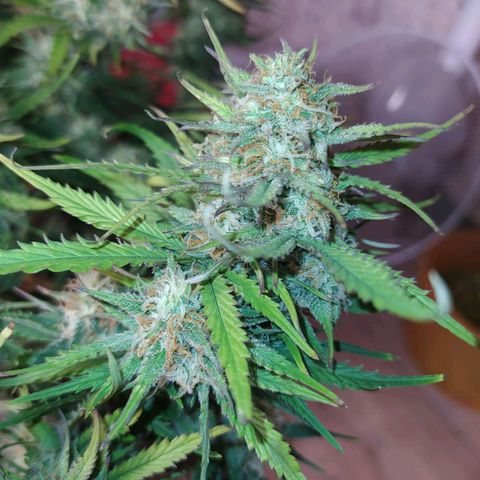 Gelato Auto #2 growlog timeline photo