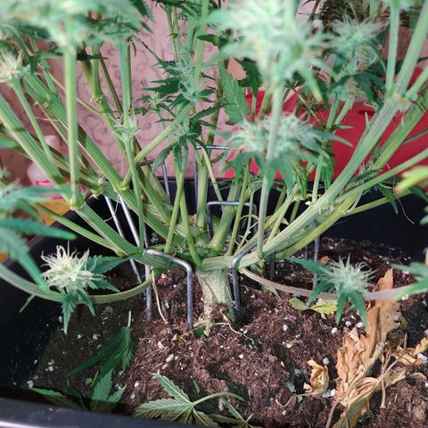 Gelato Auto #2 growlog timeline photo