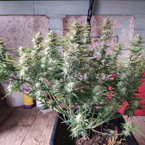 Gelato Auto #2 growlog timeline photo