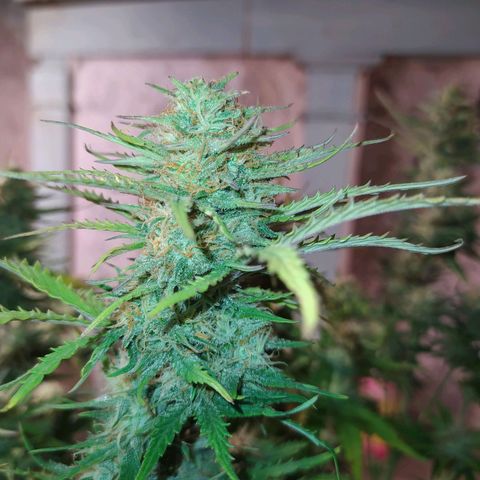 Gelato Auto #2 growlog timeline photo