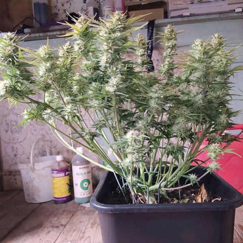 Gelato Auto #2 growlog timeline photo