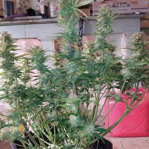 Gelato Auto #2 growlog timeline photo