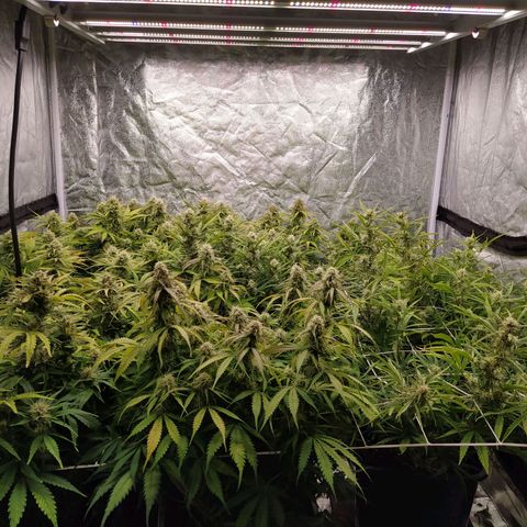 West Coast O.G. #2 growlog timeline photo