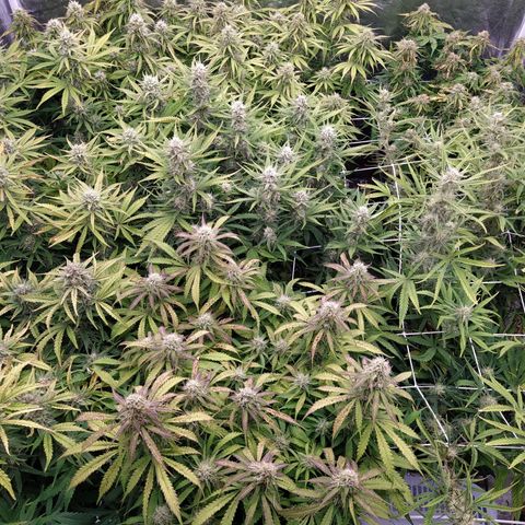 West Coast O.G. #2 growlog timeline photo