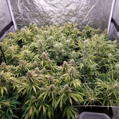 West Coast O.G. #2 growlog timeline photo