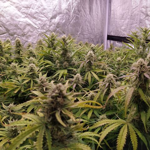 West Coast O.G. #2 growlog timeline photo