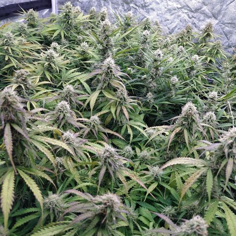 West Coast O.G. #2 growlog timeline photo
