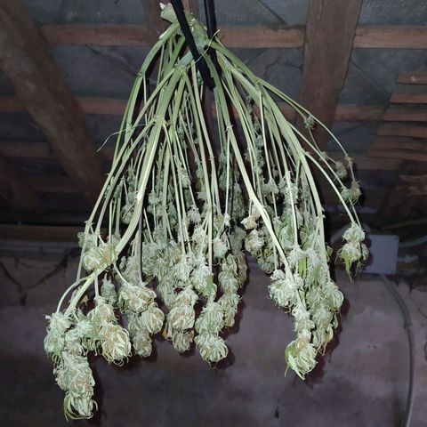 Gelato Auto #2 growlog timeline photo