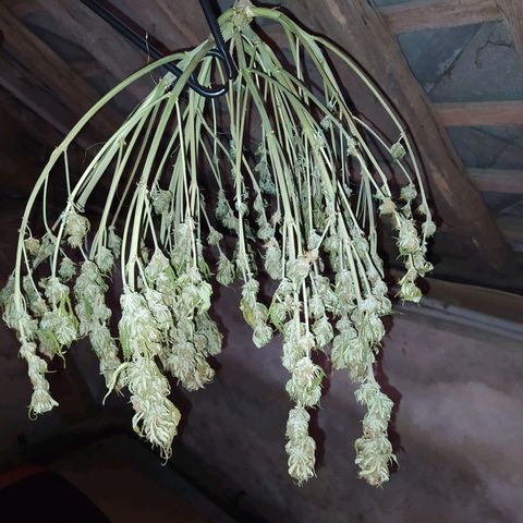 Gelato Auto #2 growlog timeline photo