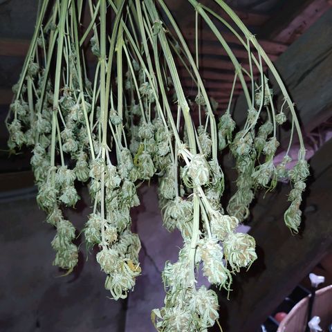 Gelato Auto #2 growlog timeline photo