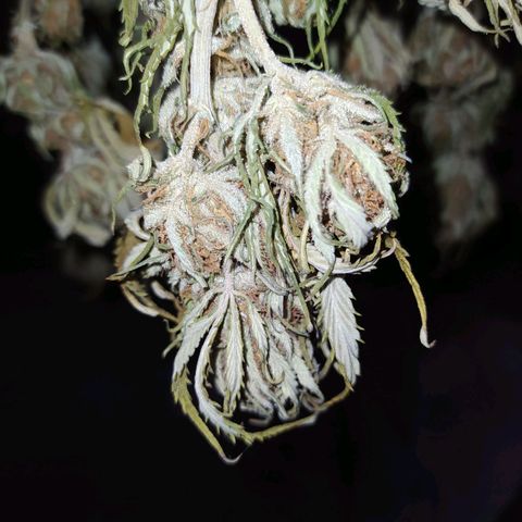 Gelato Auto #2 growlog timeline photo
