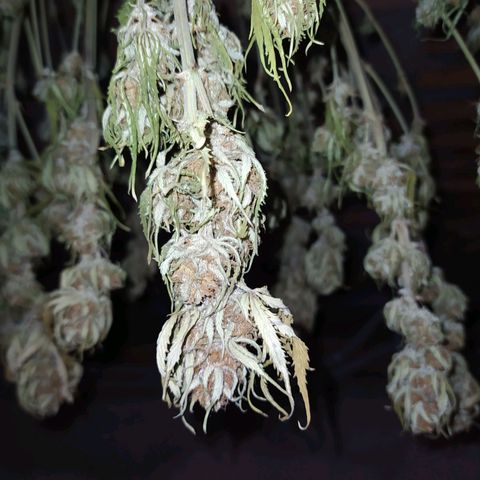 Gelato Auto #2 growlog timeline photo
