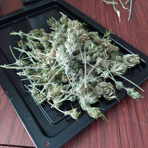 Gelato Auto #2 growlog timeline photo