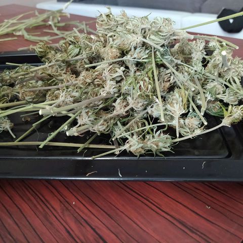 Gelato Auto #2 growlog timeline photo