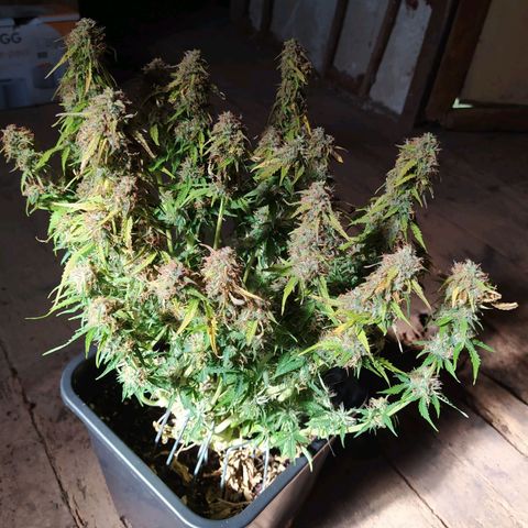 Gorilla Glue #1 growlog timeline photo
