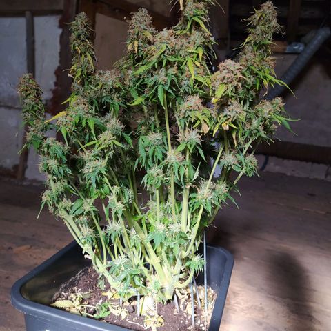 Gorilla Glue #1 growlog timeline photo