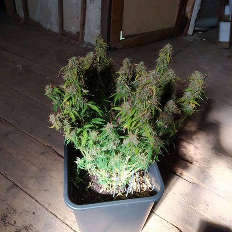 Gorilla Glue #1 growlog timeline photo
