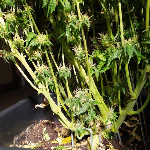 Gorilla Glue #1 growlog timeline photo