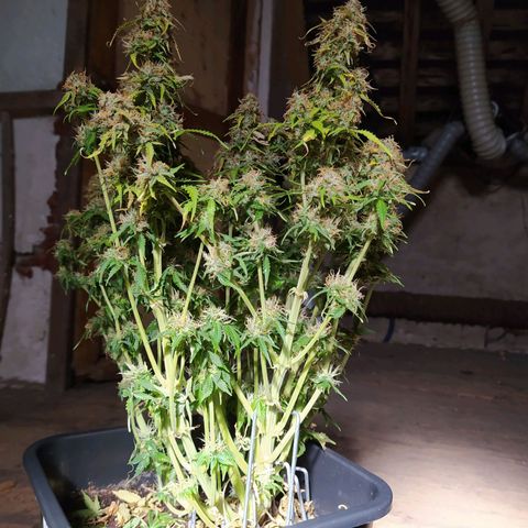 Gorilla Glue #1 growlog timeline photo