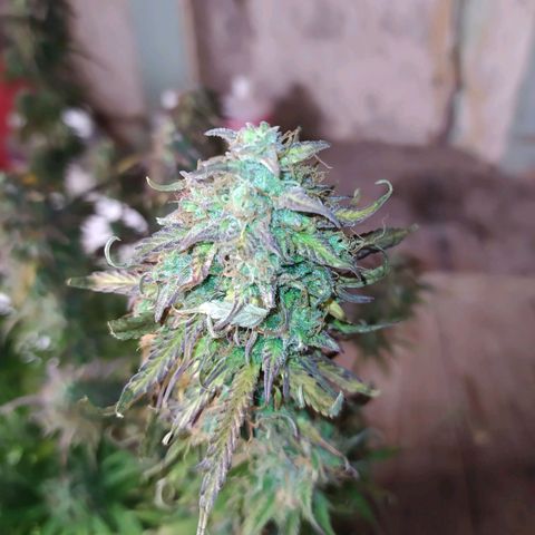 Lemon Pie Auto #2 growlog timeline photo