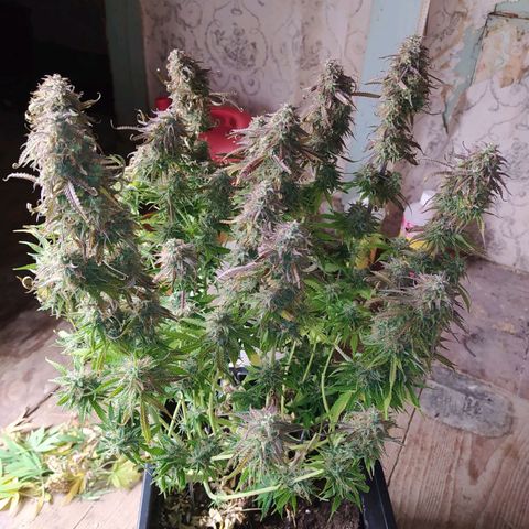 Lemon Pie Auto #2 growlog timeline photo