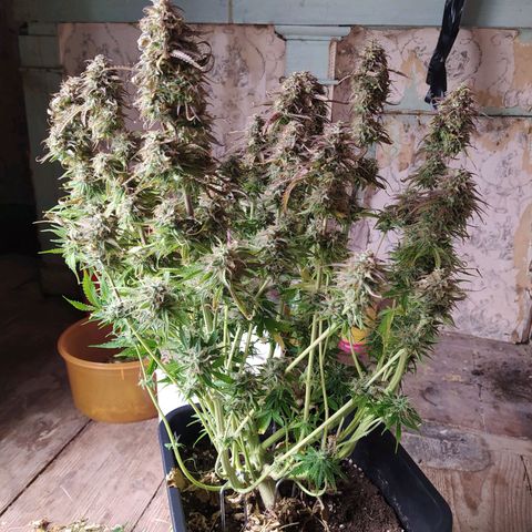 Lemon Pie Auto #2 growlog timeline photo