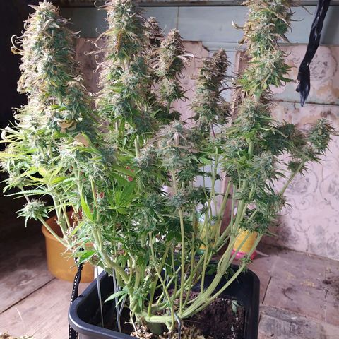 Lemon Pie Auto #2 growlog timeline photo