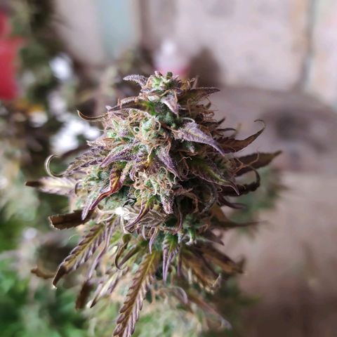 Lemon Pie Auto #2 growlog timeline photo