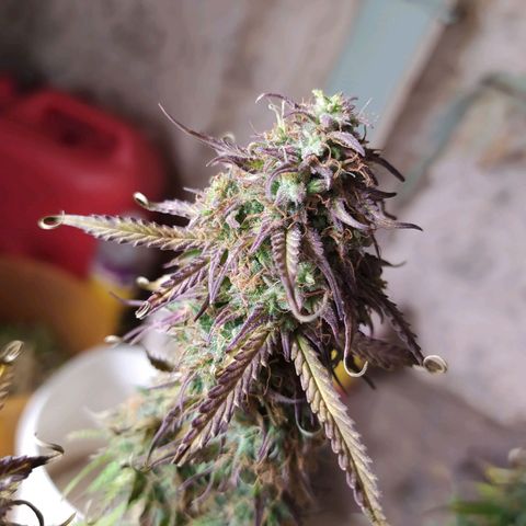Lemon Pie Auto #2 growlog timeline photo