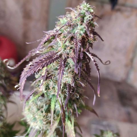Lemon Pie Auto #1 growlog timeline photo