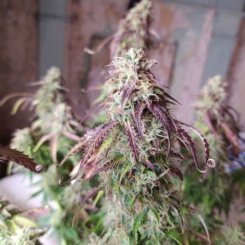 Lemon Pie Auto #1 growlog timeline photo