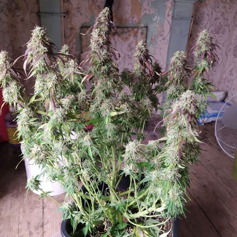 Lemon Pie Auto #1 growlog timeline photo