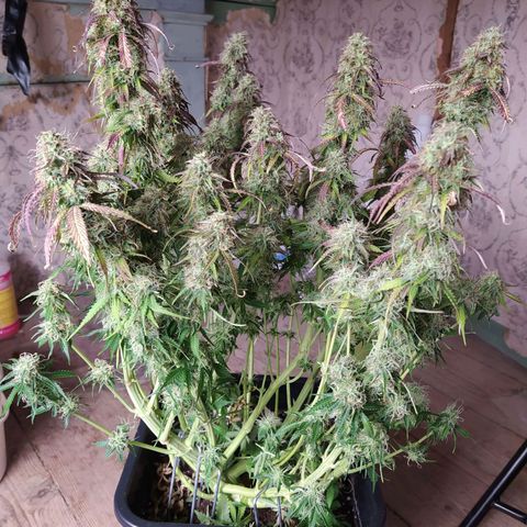 Lemon Pie Auto #1 growlog timeline photo